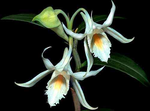 Dendrobium longicornu